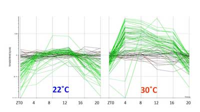 Figure 4: Leaf microarray data showing up-regulation of genes involved in heat stress at 30˚C. Leaf tissues were harvested over a 24h time period.