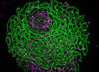 3D image of a barley meiocyte during meiotic prophase obtained by 3D-SIM