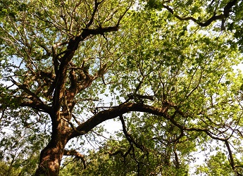 Oak tree