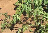 Photograph of plants showing symptoms of bacterial wilt