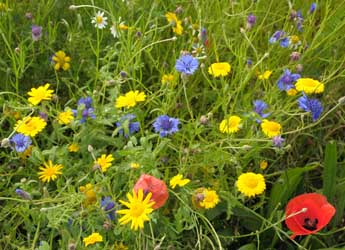 Wildflowers