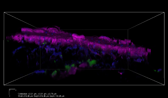 3D image of E. coli within a N. benthamiana leaf