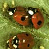 Photograph of 2-spot ladybirds eating aphids