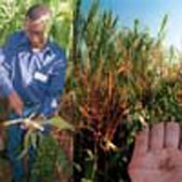 Photograph showing Bt maize in Kenya