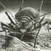 Scanning electron micrograph (SEM) of raspberry aphid