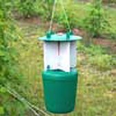 Photograph of raspberry beetle trap