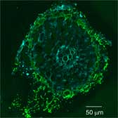 Figure 1: (A) Colonisation of spinach roots by E. coli O157:H7 (in green).