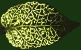 Image of unloading of carboxyfluorescein from major veins in a leaf undergoing the sink-source transition