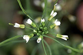 Image of Arabidopsis