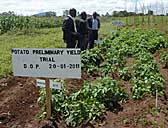 Potato field trial at Bvumbwe Research Station