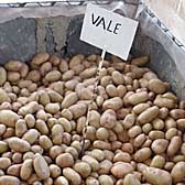 Vales Sovereign potatoes sent to Kenya