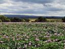 Potato field in flower