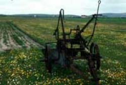 Cultivated Machair on The Uists