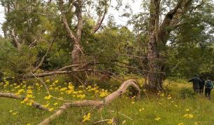 Lichen rich ash wood habitat at Rassal   Photo credit: David Genney