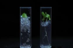 Lettuce roots grown in partially saturated (left) and saturated (right) transparent soil. It is the saturation of the soil with a water based solution that created transparency.