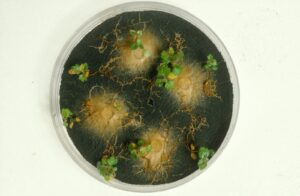 Birch seedlings colonised by the ectomycorrhizal fungus, Paxillus involutus
