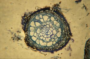 Competitive interactions between two ectomycorrhizal fungi on tree rot tip
