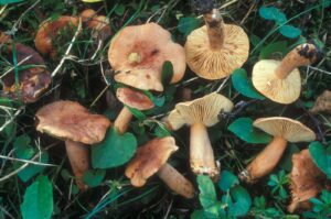 Fruiting structures of an ectomycorrhizal fungus