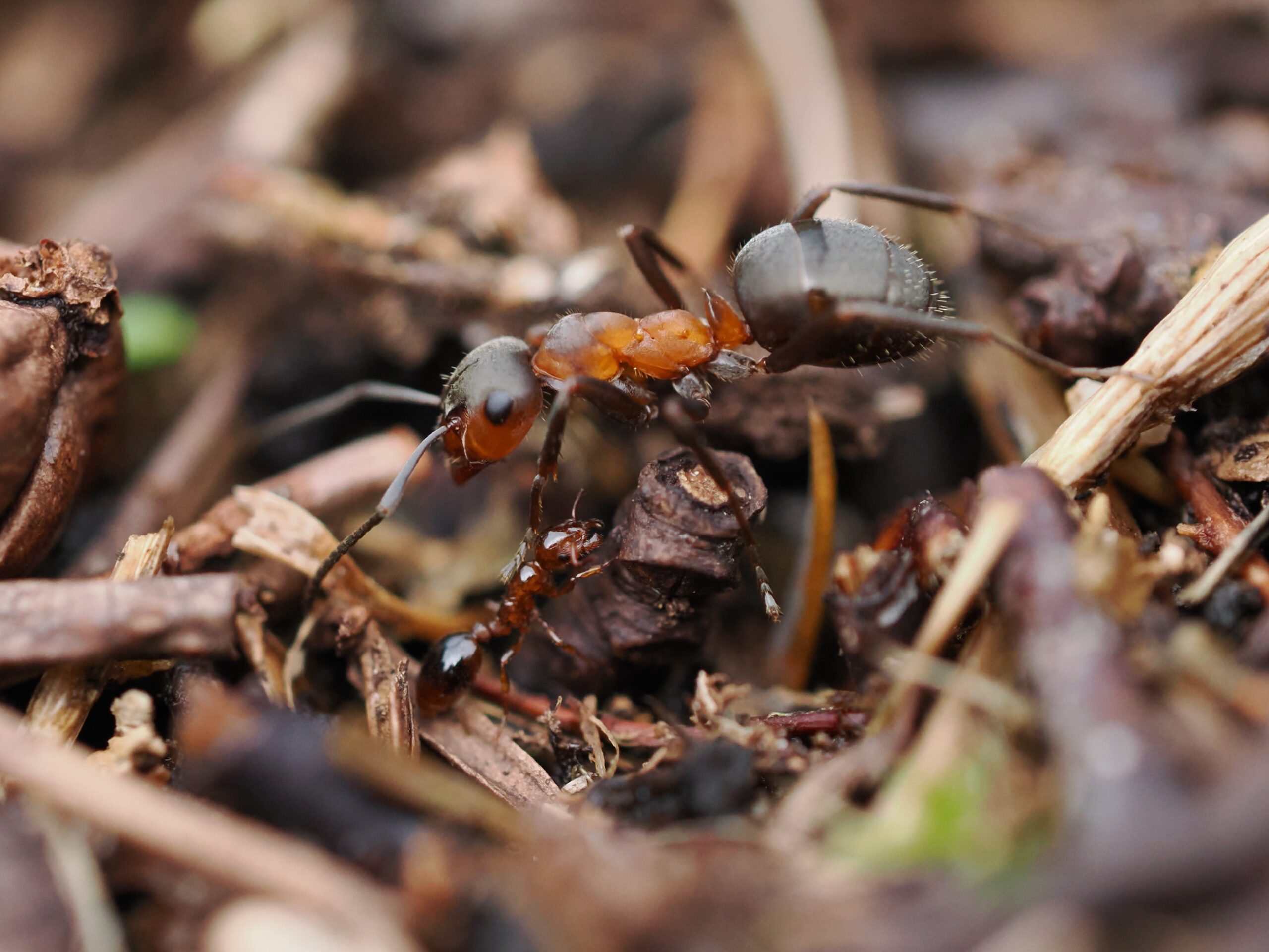 “Cuckoo” of the ant world rediscovered on Deeside - James Hutton Institute