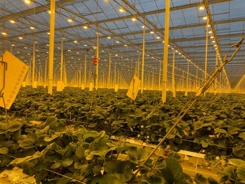 strawberry breeding project image