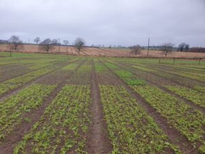 Cover crops in a changing climate