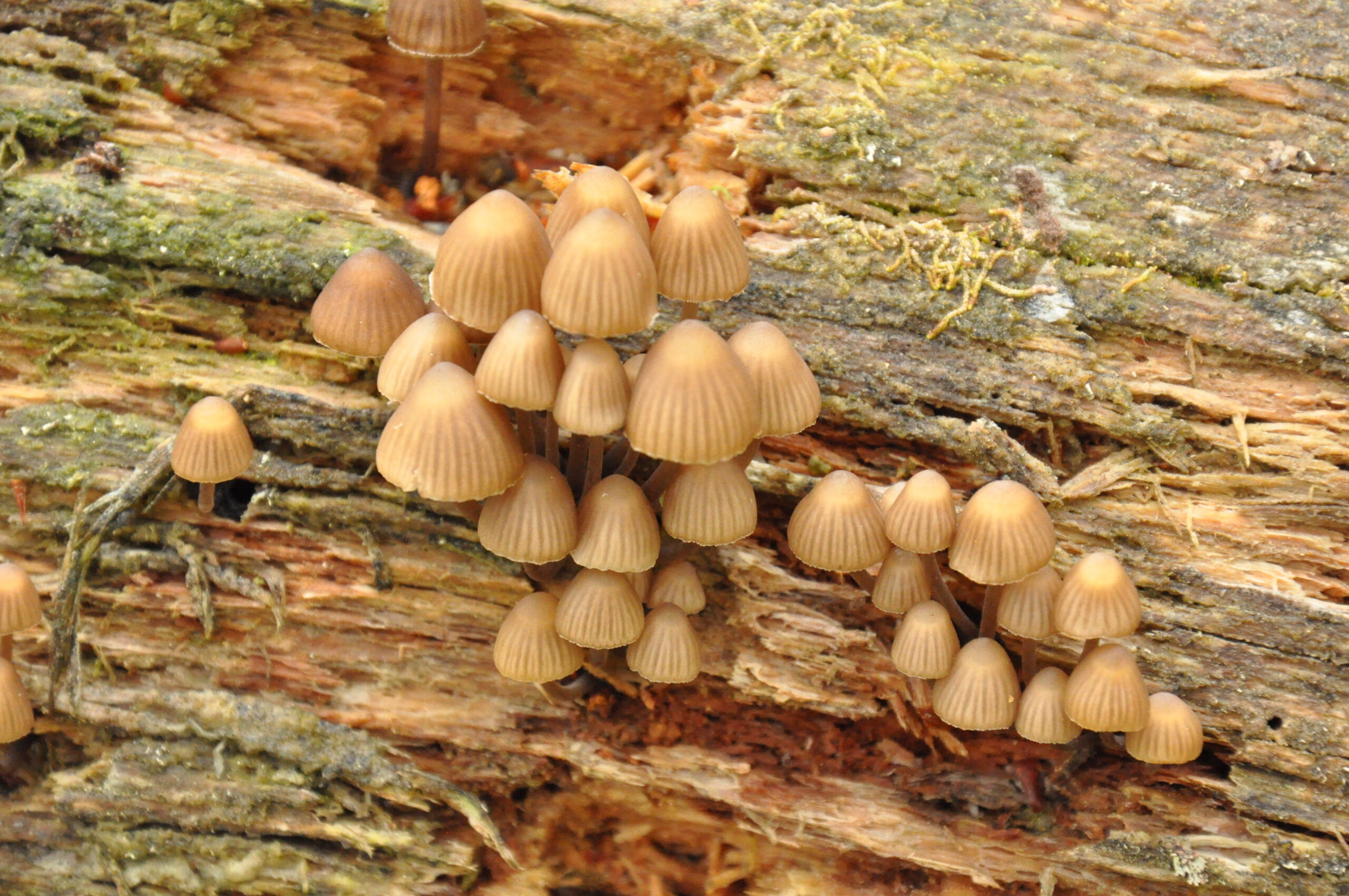 Fungi