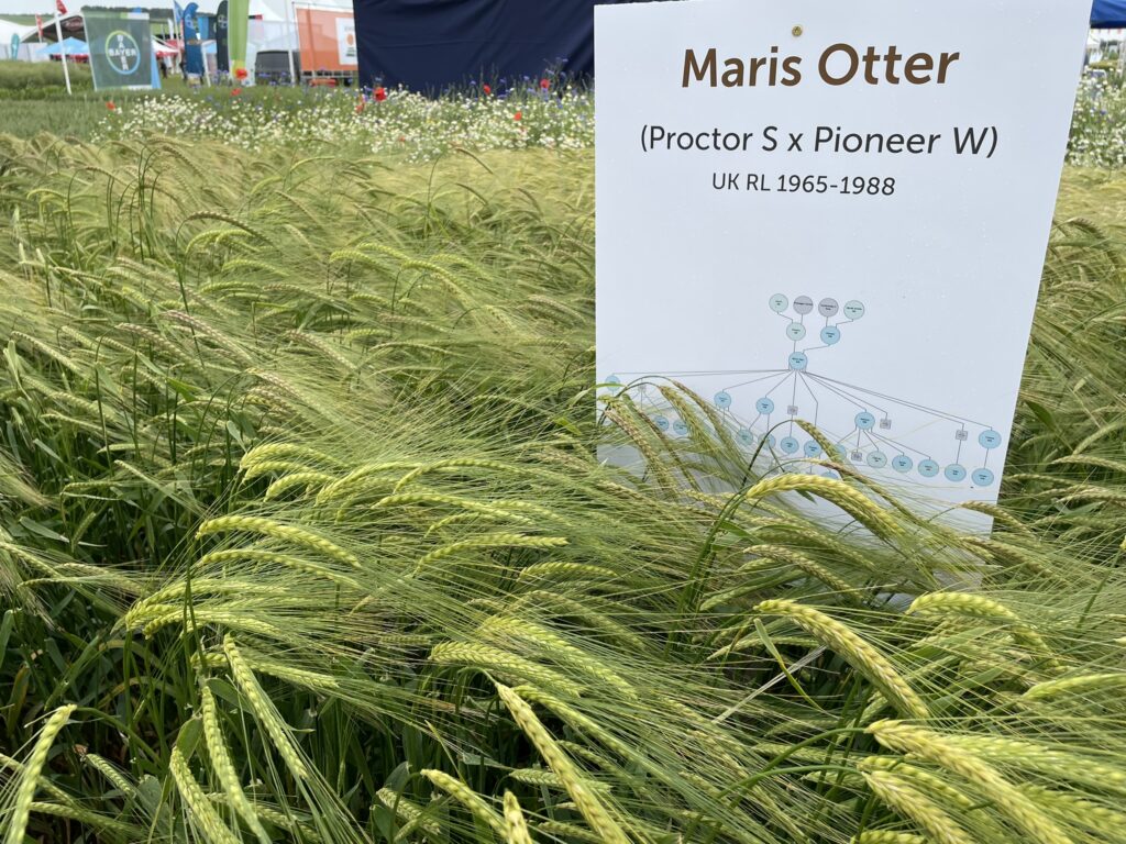 Cereal genetics and diversity research