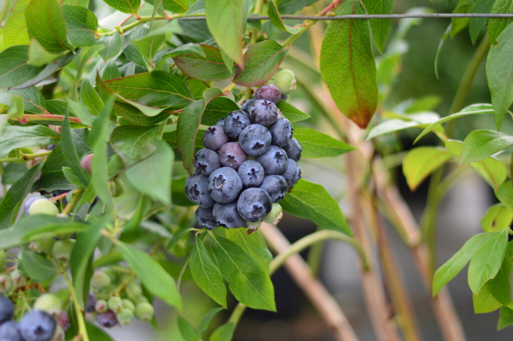 Blueberries