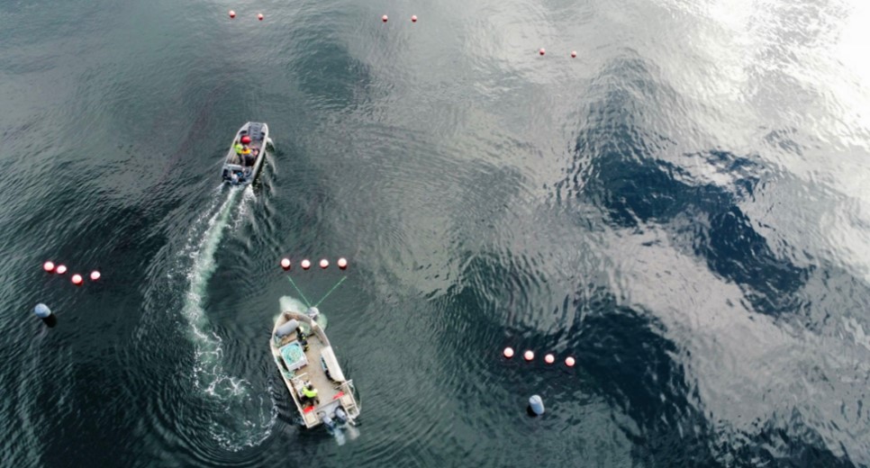 Harvesting seaweed, seaweed to improve crop fertiliser use