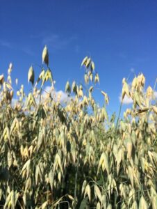 New study to identify nutritionally superior and yield-stable oat varieties