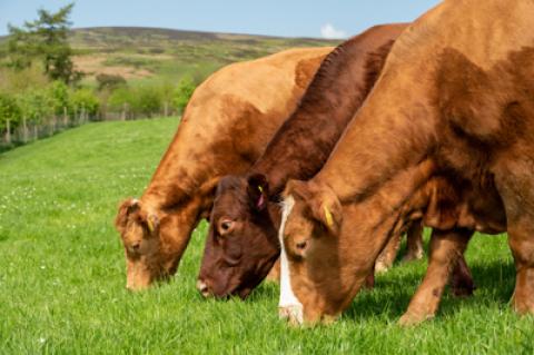 Improving pasture diversity for enhanced productivity, quality and resilience