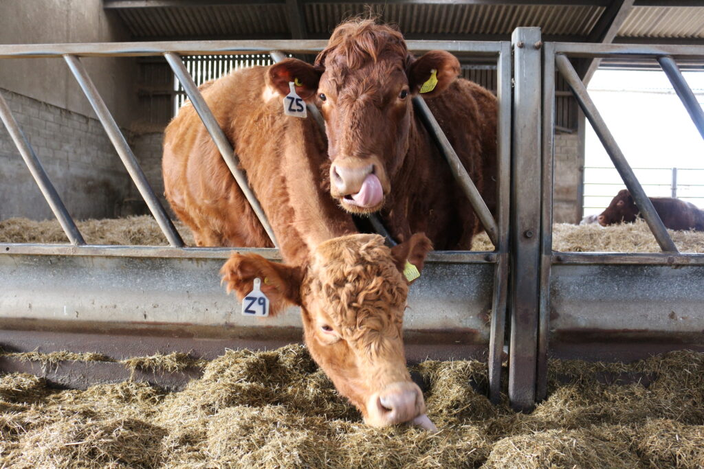 Lab-grown meat competitiom