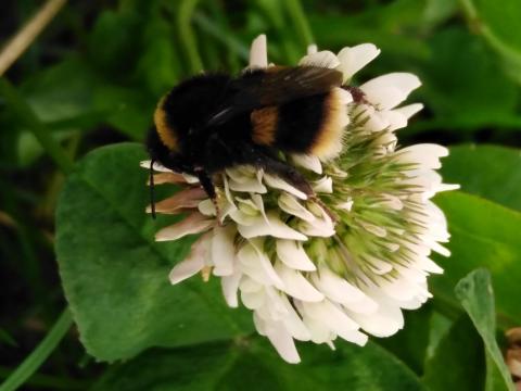 Sward diversification, biodiversity and forage quality