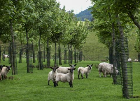 FARM TREE – integrating trees on agricultural land