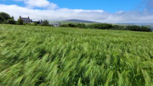 Hutton scientists will share their research at Cereals 2025
