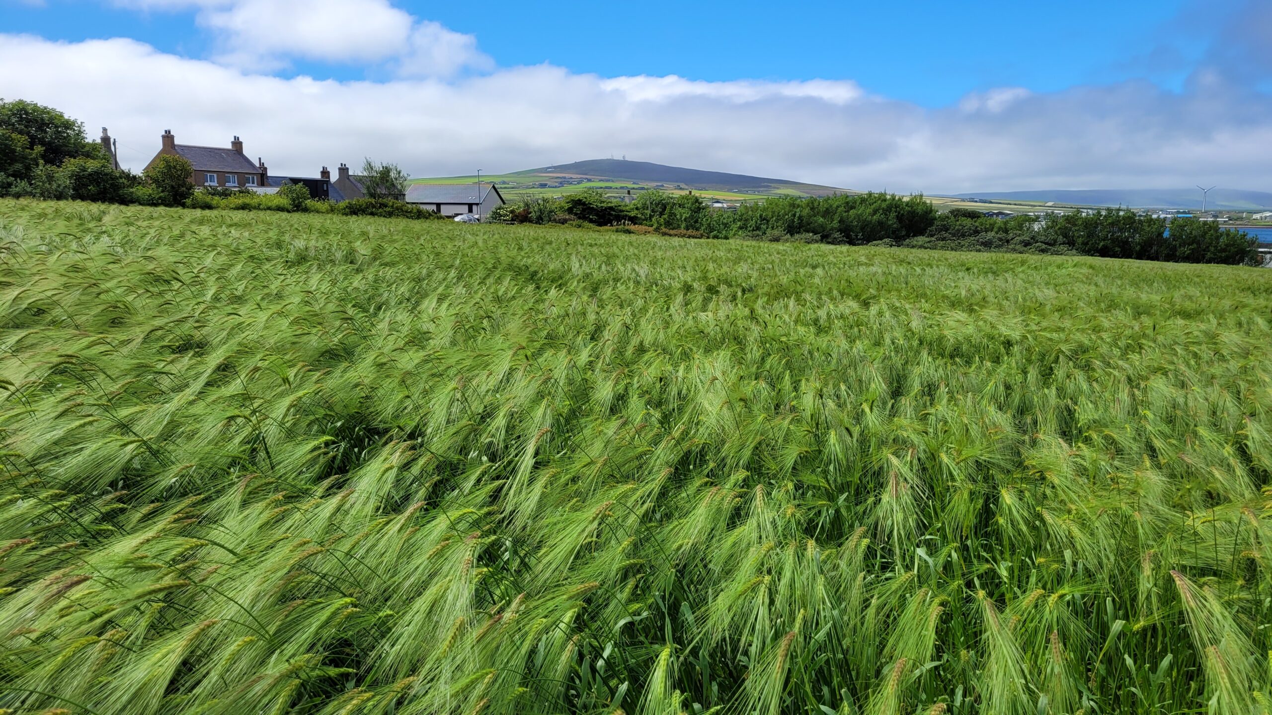 Bere barley Hutton Cereals 2025