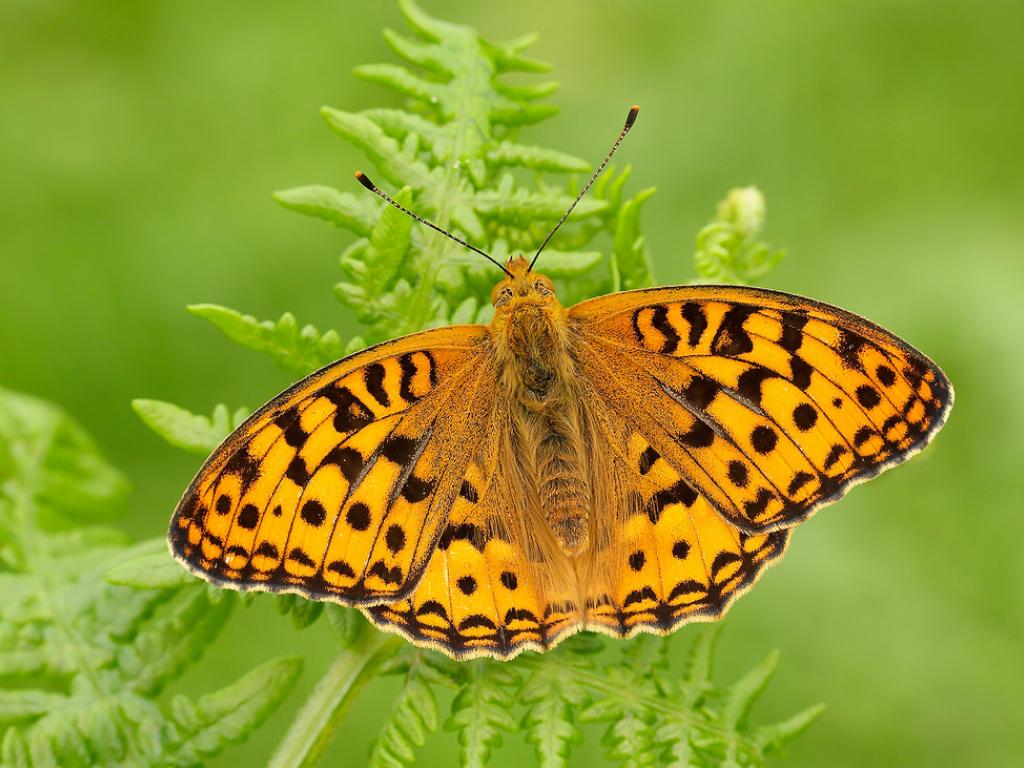 The UK’s most endangered butterfly, the High Brown Fritillary
