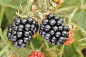 The James Hutton Institute will introduce its newest blackberry at Fruit Focus