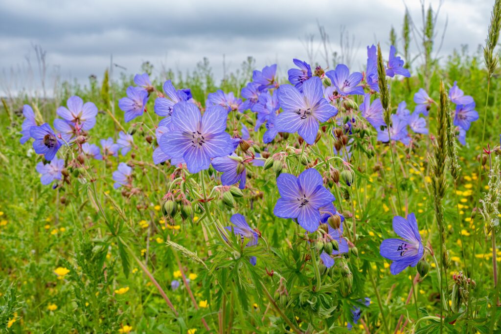 Meadow cranesbill NESBIP wildflower workshops