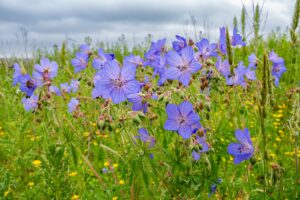 NESBiP to brighten up North East this summer with wildflower workshops