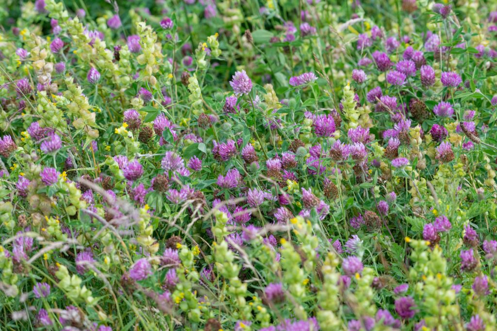 Yellow rattle & red clover NESBIP wildflower workshops