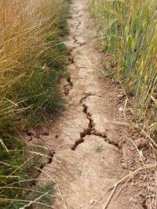 Hutton scientists respond to the drought facing the UK
