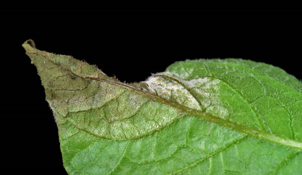 Potato late blight