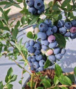 The James Hutton Institute introduces the first UK-bred blueberry
