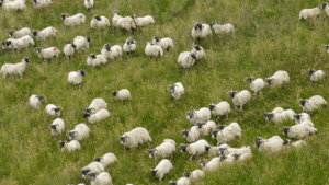 Scientists from The James Hutton Institute invite farmers and livestock keepers to share thoughts on bluetongue disease