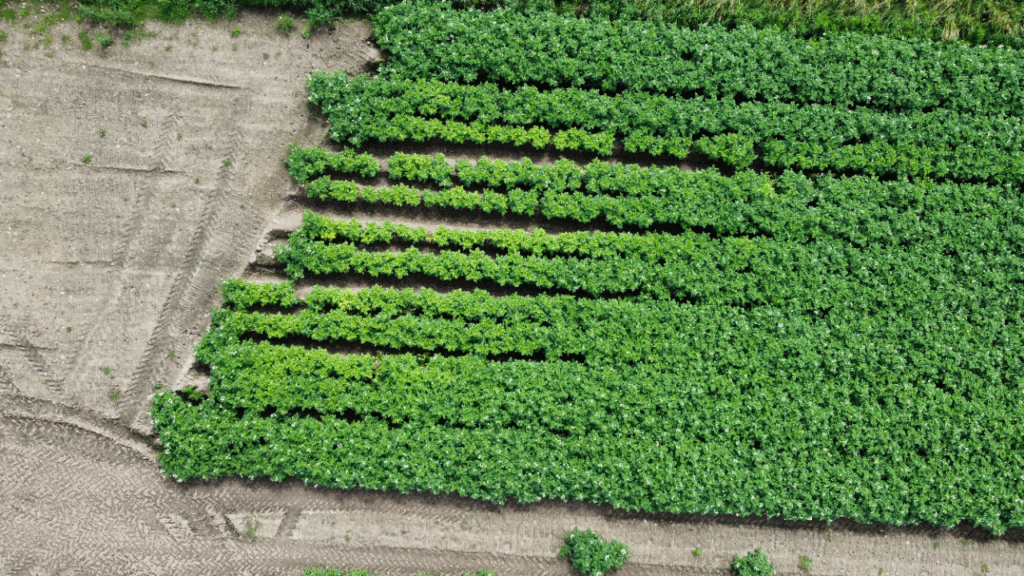 CROPSAFE PCN damage