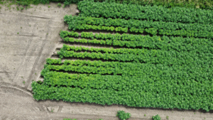 The James Hutton Institute joins €4.9 million project to develop sustainable alternatives to harmful pesticides
