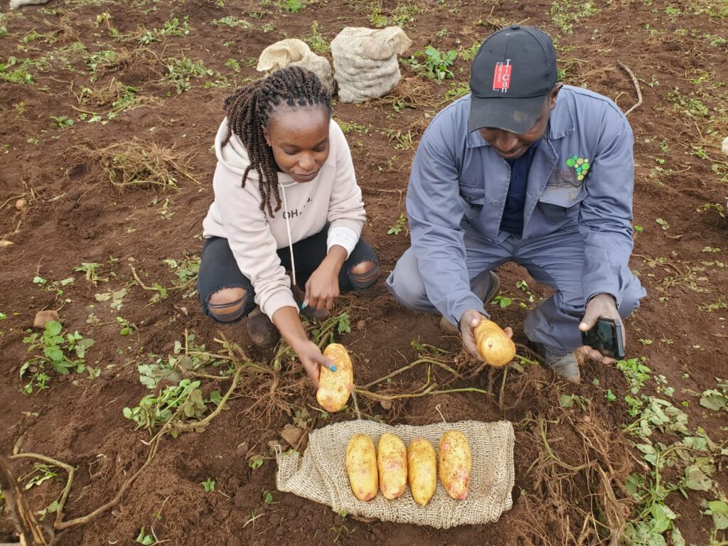 Potatoes bred at The James Hutton Institute will help to battle major pest in Kenya