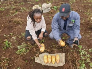 Potatoes bred at The James Hutton Institute will help to battle major pest in Kenya
