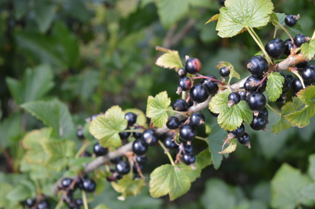 blackcurrant breeding programme 